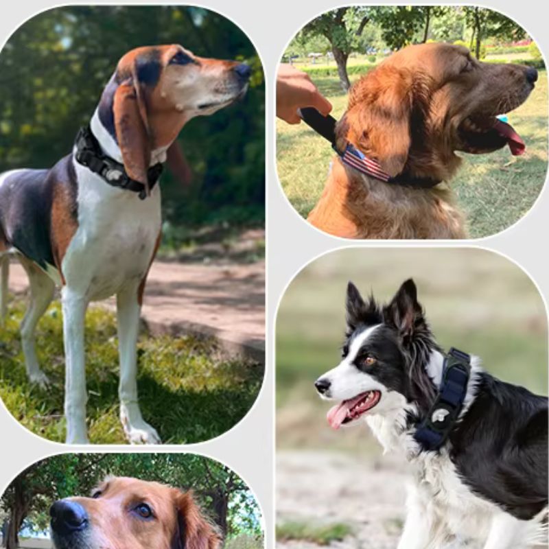 Heavy-duty nylon dog collar