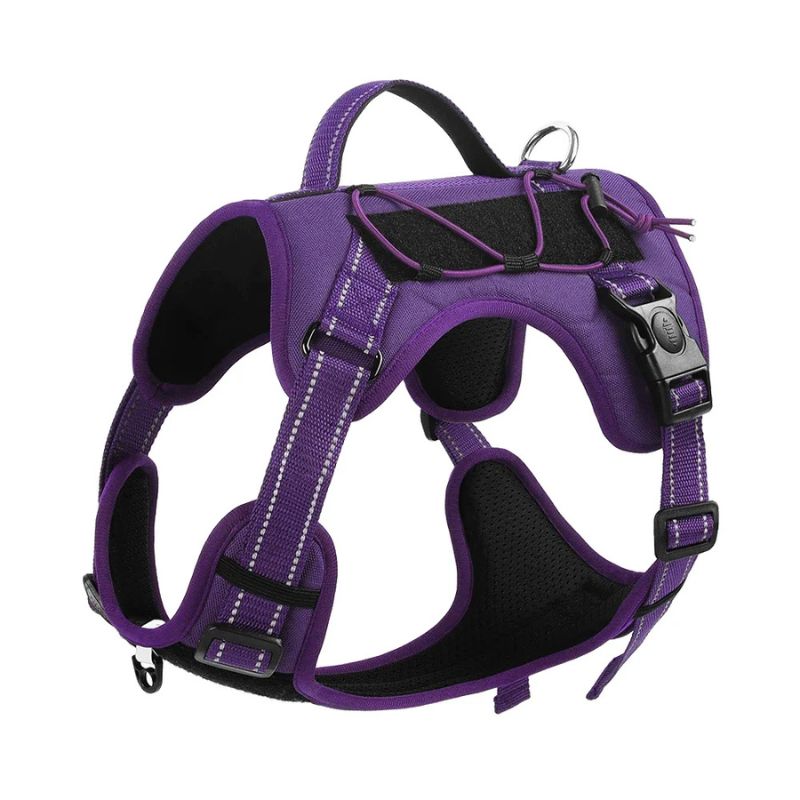 Adventure dog gear