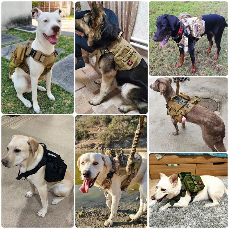 Training dog harness