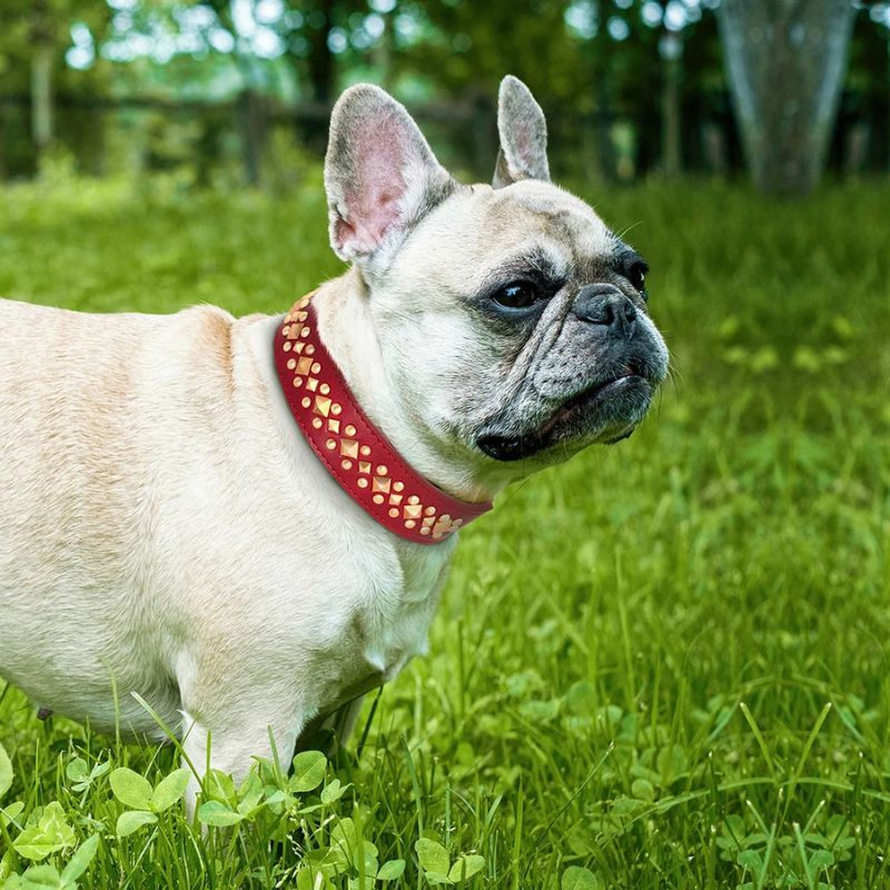 Stylish dog collar for all seasons