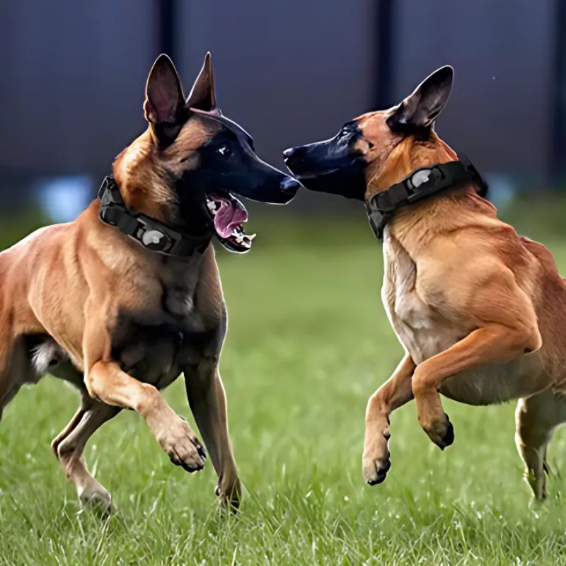 AirTag holder for dogs

