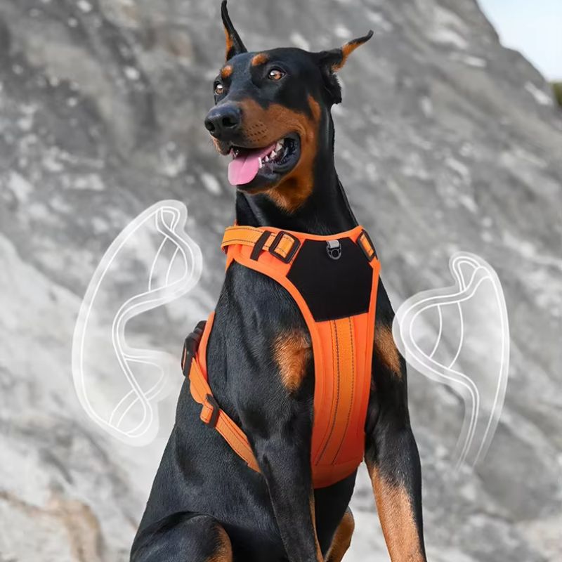 Adventure dog gear
