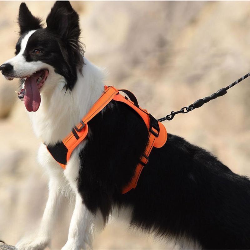 Training harness for dogs
