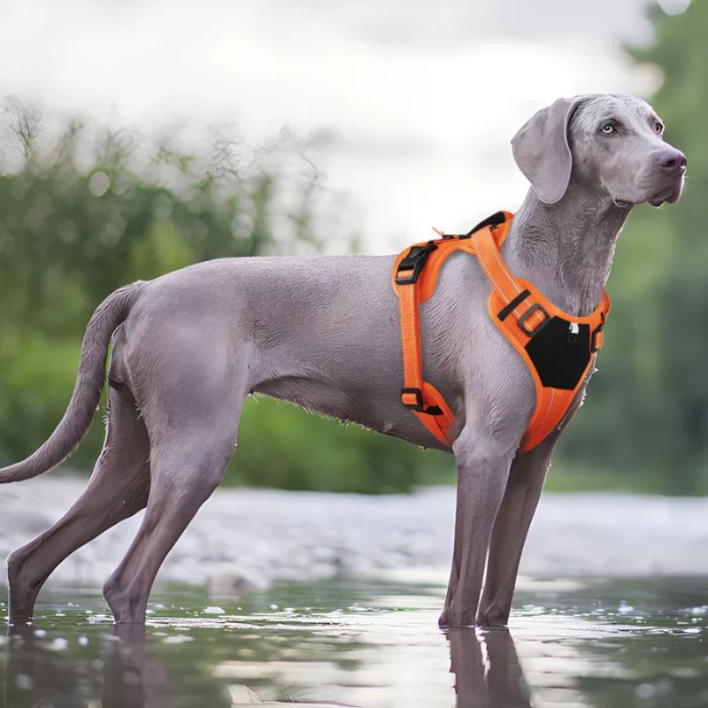 Large dog harness
