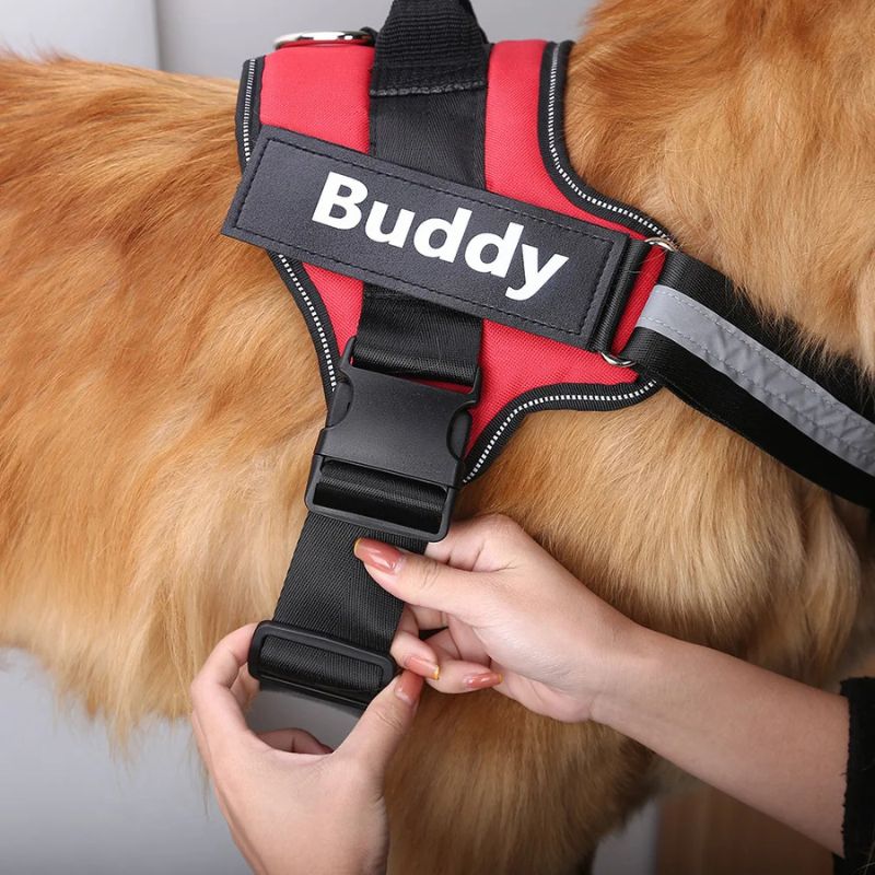 Outdoor dog harness

