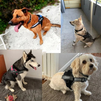 Outdoor dog harness

