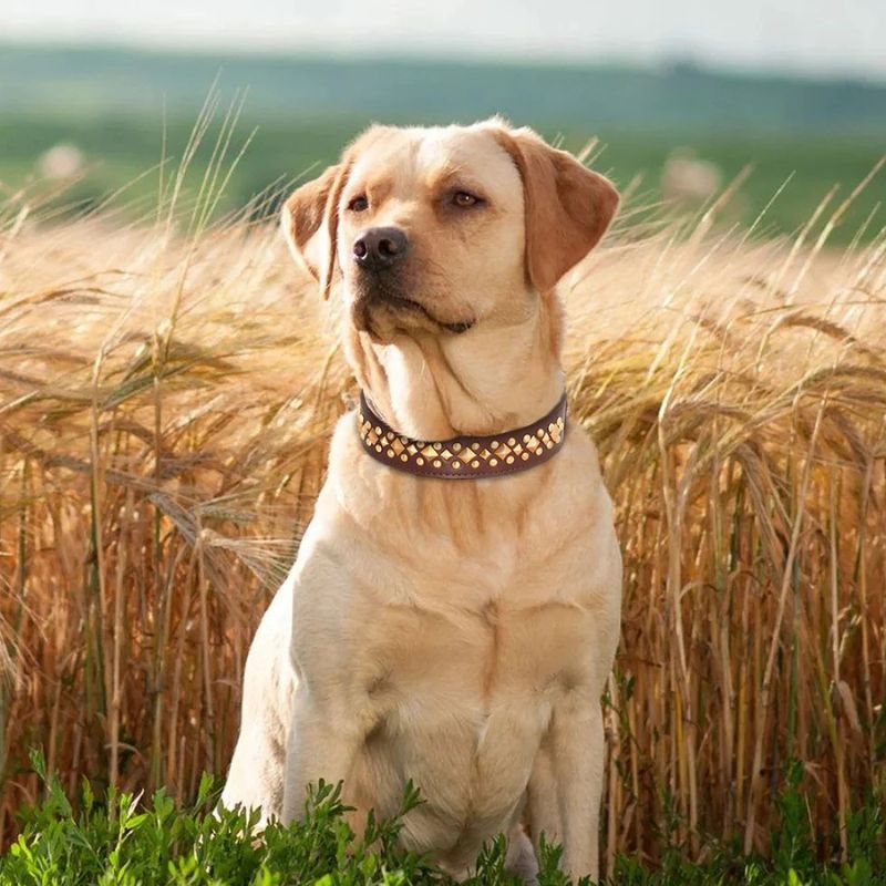 Leather dog collar
