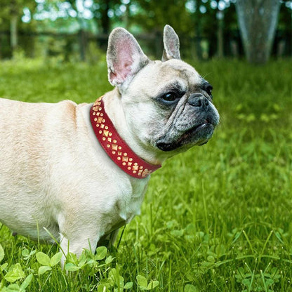 Stylish dog collar for all seasons
