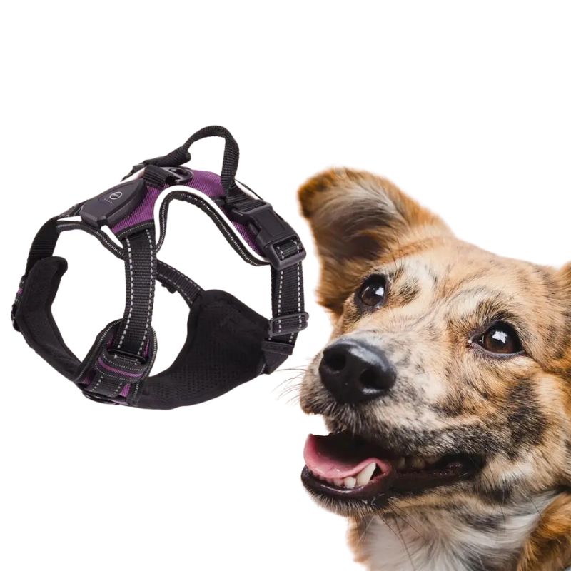 Safety vest for dogs

