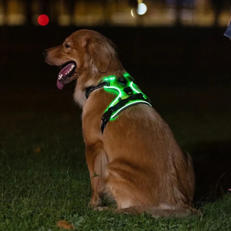 Outdoor dog vest


