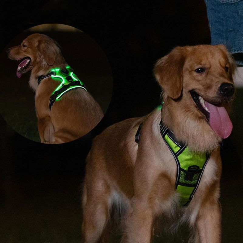 Dog harness for night walks

